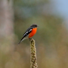 Petroica phoenicea (Flame Robin) at Rendezvous Creek, ACT - 28 Mar 2016 by NathanaelC