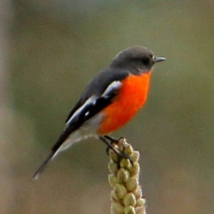 Petroica phoenicea at Rendezvous Creek, ACT - 28 Mar 2016