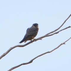 Falco longipennis (Australian Hobby) at Namadgi National Park - 27 Mar 2016 by NathanaelC