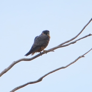 Falco longipennis at Rendezvous Creek, ACT - 28 Mar 2016 10:47 AM