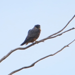 Falco longipennis at Rendezvous Creek, ACT - 28 Mar 2016