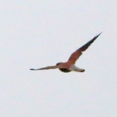 Falco cenchroides (Nankeen Kestrel) at Rendezvous Creek, ACT - 27 Mar 2016 by NathanaelC