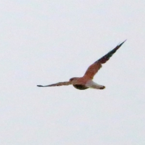 Falco cenchroides at Rendezvous Creek, ACT - 28 Mar 2016 09:25 AM