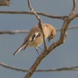 Petroica phoenicea at Rendezvous Creek, ACT - 28 Mar 2016