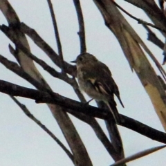 Petroica phoenicea at Rendezvous Creek, ACT - 28 Mar 2016