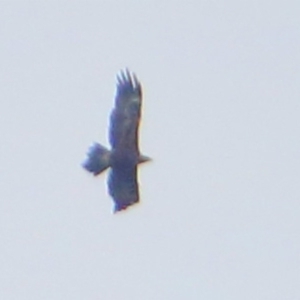 Aquila audax at Rendezvous Creek, ACT - 28 Mar 2016