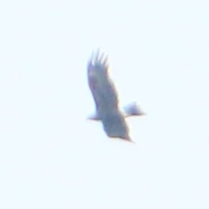 Aquila audax at Rendezvous Creek, ACT - 28 Mar 2016