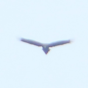 Aquila audax at Rendezvous Creek, ACT - 28 Mar 2016