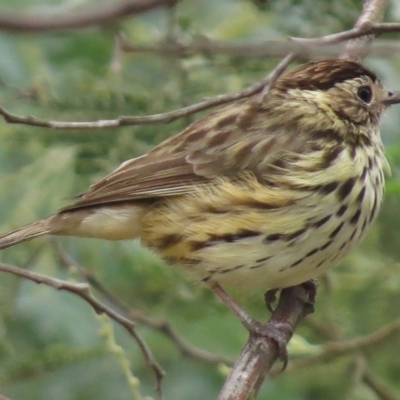 Pyrrholaemus sagittatus (Speckled Warbler) at Tharwa, ACT - 28 Mar 2016 by JohnBundock