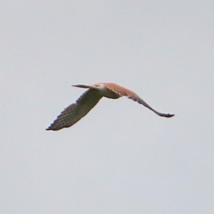 Falco cenchroides at Rendezvous Creek, ACT - 28 Mar 2016