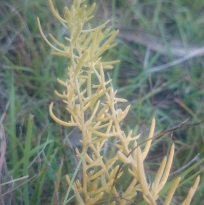 Thesium australe (Austral Toadflax) at QPRC LGA - 26 Mar 2016 by gregbaines