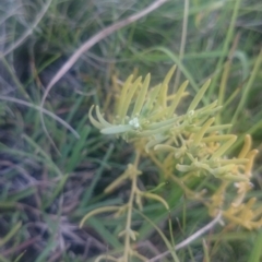 Thesium australe at Hereford Hall, NSW - suppressed