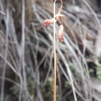 Speculantha rubescens (Blushing Tiny Greenhood) at Black Mountain - 28 Mar 2016 by MattM