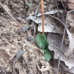 Speculantha rubescens at Canberra Central, ACT - 29 Mar 2016