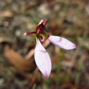 Eriochilus cucullatus at Cook, ACT - suppressed