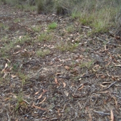 Eriochilus cucullatus at Cook, ACT - suppressed