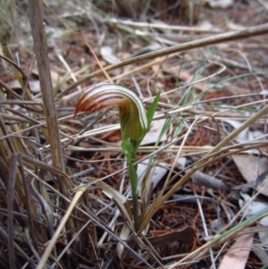 Diplodium truncatum at Cook, ACT - 29 Mar 2016