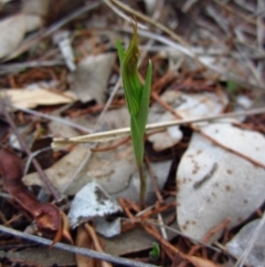 Diplodium truncatum at Cook, ACT - suppressed