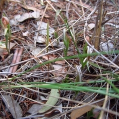 Diplodium truncatum at Cook, ACT - 29 Mar 2016