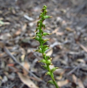 Corunastylis clivicola at Cook, ACT - 29 Mar 2016