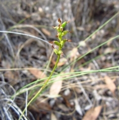 Corunastylis clivicola at Cook, ACT - 29 Mar 2016