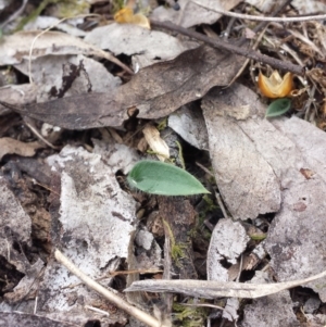 Glossodia major at Aranda, ACT - 29 Mar 2016