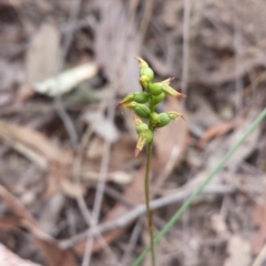 Corunastylis clivicola (Rufous midge orchid) at Canberra Central, ACT - 29 Mar 2016 by MattM