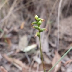 Corunastylis clivicola at Canberra Central, ACT - suppressed