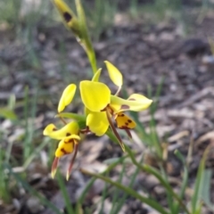 Diuris sulphurea (Tiger Orchid) at Majura, ACT - 28 Oct 2014 by ClubFED