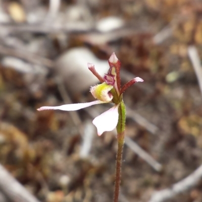 Eriochilus cucullatus (Parson's Bands) at Canberra Central, ACT - 29 Mar 2016 by MattM