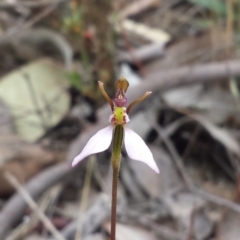 Eriochilus cucullatus at Canberra Central, ACT - suppressed