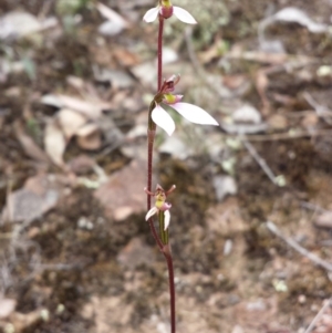 Eriochilus cucullatus at Canberra Central, ACT - suppressed