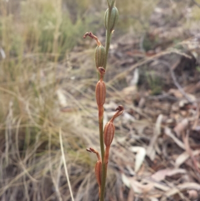 Speculantha rubescens (Blushing Tiny Greenhood) at Aranda, ACT - 28 Mar 2016 by MattM