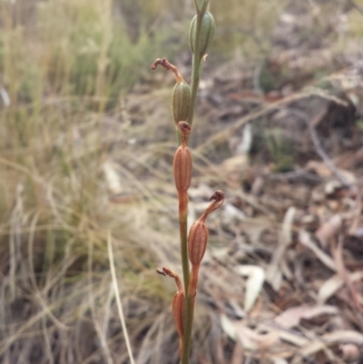 Speculantha rubescens (Blushing Tiny Greenhood) at Point 49 - 29 Mar 2016 by MattM