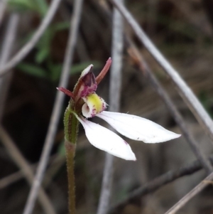 Eriochilus cucullatus at Canberra Central, ACT - 29 Mar 2016