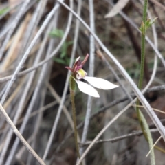 Eriochilus cucullatus at Canberra Central, ACT - 29 Mar 2016