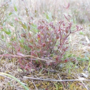 Gonocarpus tetragynus at Theodore, ACT - 6 Sep 2014 06:05 PM