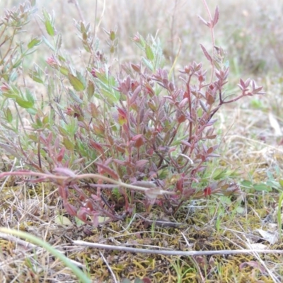 Gonocarpus tetragynus (Common Raspwort) at Tuggeranong Hill - 6 Sep 2014 by michaelb