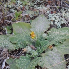 Cymbonotus sp. (preissianus or lawsonianus) (Bears Ears) at Tuggeranong Hill - 6 Sep 2014 by michaelb