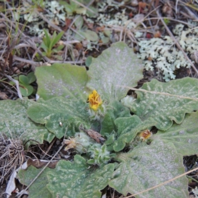 Cymbonotus sp. (preissianus or lawsonianus) (Bears Ears) at Tuggeranong Hill - 6 Sep 2014 by michaelb