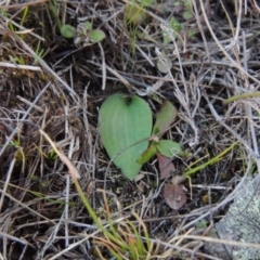 Eriochilus cucullatus (Parson's Bands) at Theodore, ACT - 6 Sep 2014 by michaelb