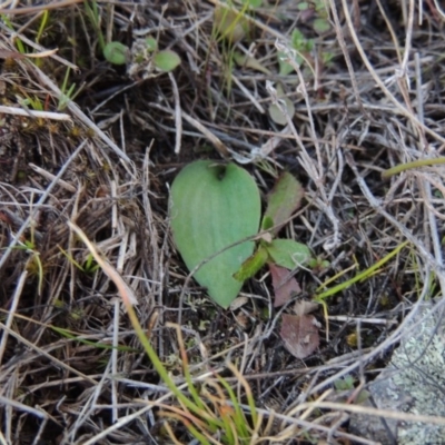 Eriochilus cucullatus (Parson's Bands) at Theodore, ACT - 6 Sep 2014 by MichaelBedingfield