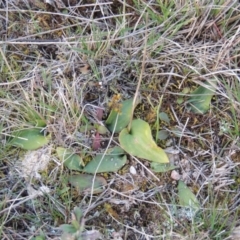 Eriochilus cucullatus (Parson's Bands) at Tuggeranong Hill - 6 Sep 2014 by michaelb