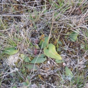 Eriochilus cucullatus at Tuggeranong Hill - suppressed