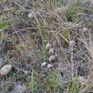 Microtis sp. at Tuggeranong Hill - 6 Sep 2014