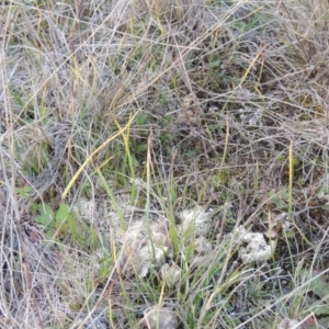 Microtis sp. at Tuggeranong Hill - 6 Sep 2014