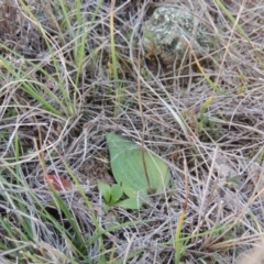 Eriochilus cucullatus (Parson's Bands) at Tuggeranong Hill - 6 Sep 2014 by MichaelBedingfield