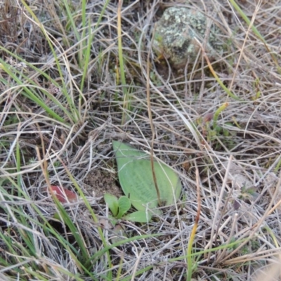 Eriochilus cucullatus (Parson's Bands) at Tuggeranong Hill - 6 Sep 2014 by michaelb