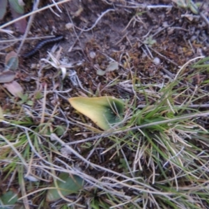 Eriochilus cucullatus at Tuggeranong Hill - 6 Sep 2014