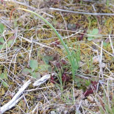 Microtis sp. (Onion Orchid) at Tuggeranong Hill - 6 Sep 2014 by michaelb
